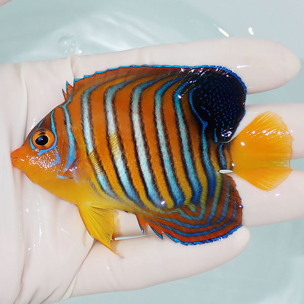 【現物4】モルディブ産インドニシキヤッコ 8.7cm±! 海水魚 ヤッコ 15時までのご注文で当日発送(t111