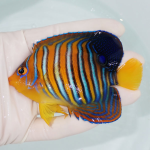 Colorful striped angelfish with blue and orange stripes being held in a gloved hand over a pale tank surface, yellow fins visible at the tail and bottom edge.