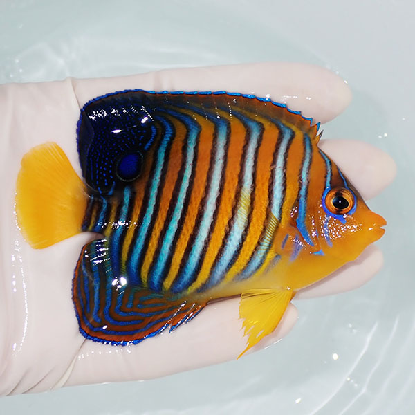 【現物5】モルディブ産インドニシキヤッコ 9.5cm±! 海水魚 ヤッコ 15時までのご注文で当日発送(t111