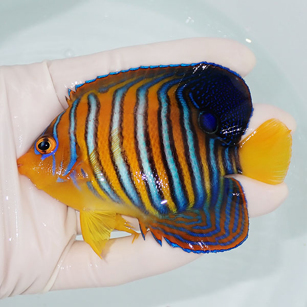 【現物5】モルディブ産インドニシキヤッコ 9.5cm±! 海水魚 ヤッコ 15時までのご注文で当日発送(t111