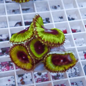 Cluster of bright green and yellow zoanthid coral polyps with red centers on a white grid rack, a close-up view for aquarium enthusiasts.