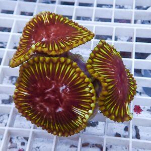 Three red-centered mushroom corals with bright yellow rims resting on a white grid. It shows colorful Ricordea-like corals on a rack, close-up detail.