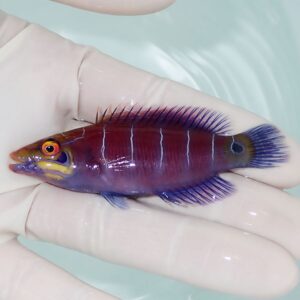 Small purple-red fish with blue fins held by gloved fingers, water in the background (informative specimen photo)