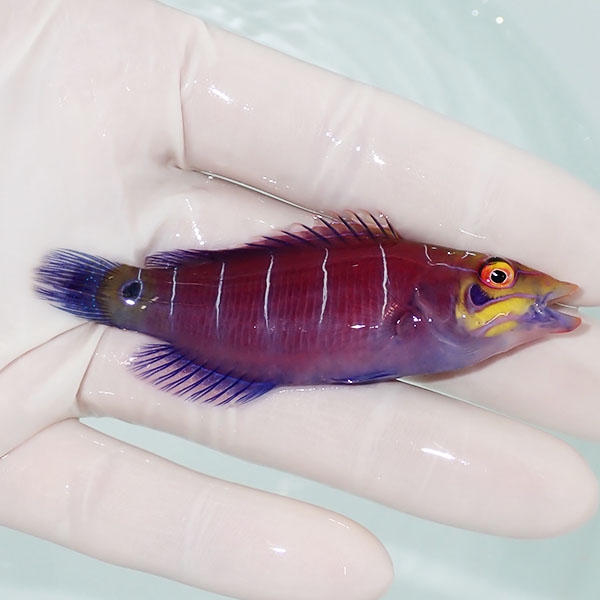 【現物1】オセレイトラスbig 8cm±!までのご注文で当日発送(t122(t207