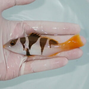 Small striped fish held in a gloved hand over a pale background, orange tail fin and brown vertical stripes along its white body.