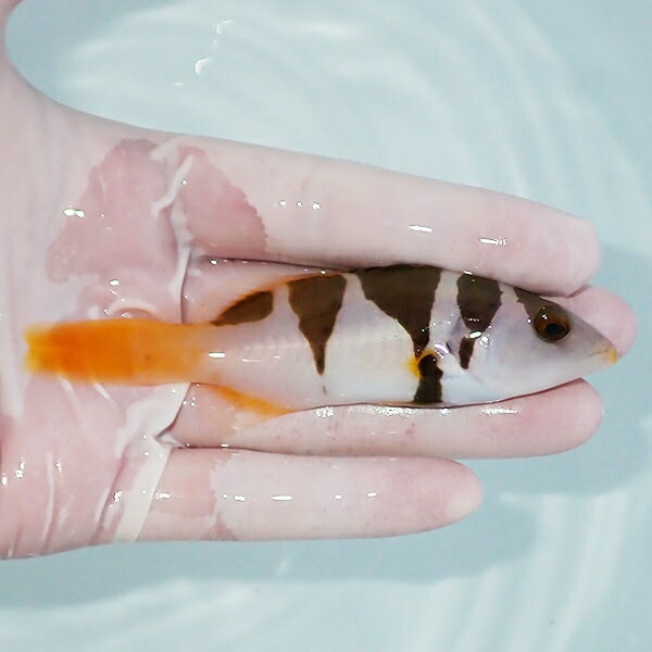 【現物2】コクハンアラ  10.5cm± !海水魚 生体 餌付け済 15時までのご注文で当日発送(t120(t207