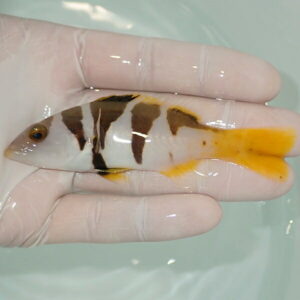 Small tropical fish with white body, dark vertical bands, and bright orange tail, held gently in a gloved hand over a pale pool.