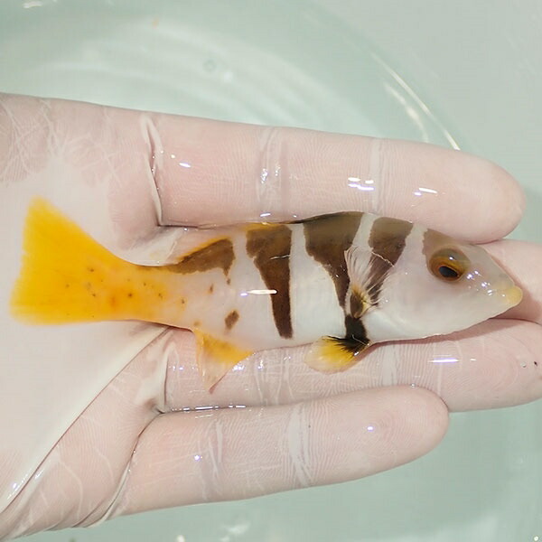 【現物3】コクハンアラ  10cm± !海水魚 生体 餌付け済 15時までのご注文で当日発送(t120(t207