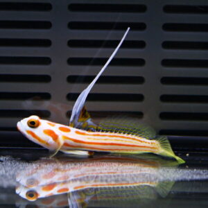 Orange and white striped fish with a long, extended dorsal fin perched on a glass surface, reflecting below.