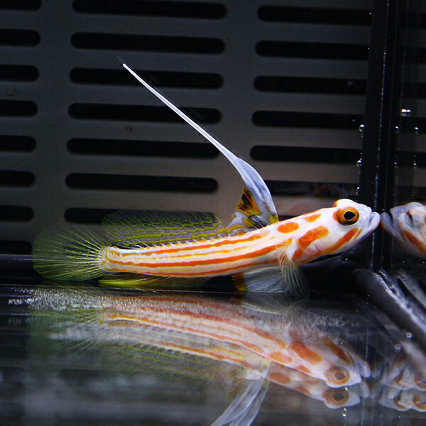 ヤシャハゼ  3-4cm± 雌雄判別不可! 海水魚 ハゼ 15時までのご注文で当日発送(t121