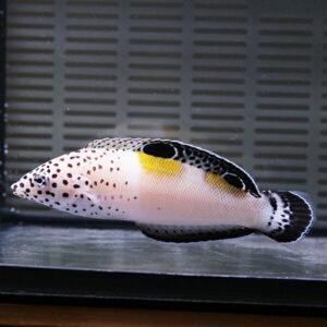 White aquarium fish with black spots and yellow markings swimming near the tank wall.