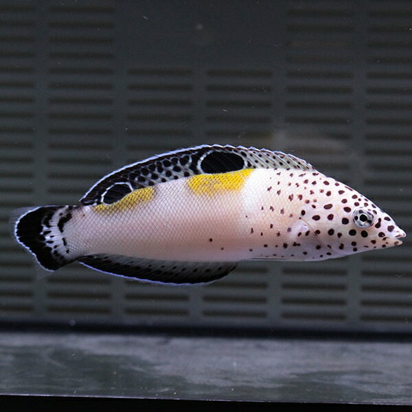 カンムリベラ 5-7cm±! 海水魚 ベラ 餌付け15時までのご注文で当日発送(t122