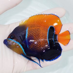 Orange and blue tropical angelfish held in a gloved hand above water, showing vivid color patterns and blue edging.