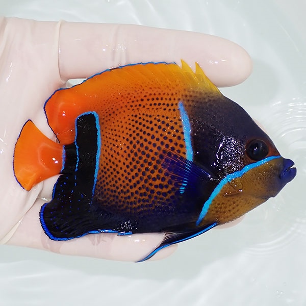 【現物7】粒エサOK イナズマヤッコ 10cm± ! 海水魚 ヤッコ 15時までのご注文で当日発送(t111(t207