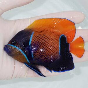 Colorful angelfish being held in a gloved hand: orange body with black spots, neon blue stripes along the gill area and fins, and an orange tail in water.
