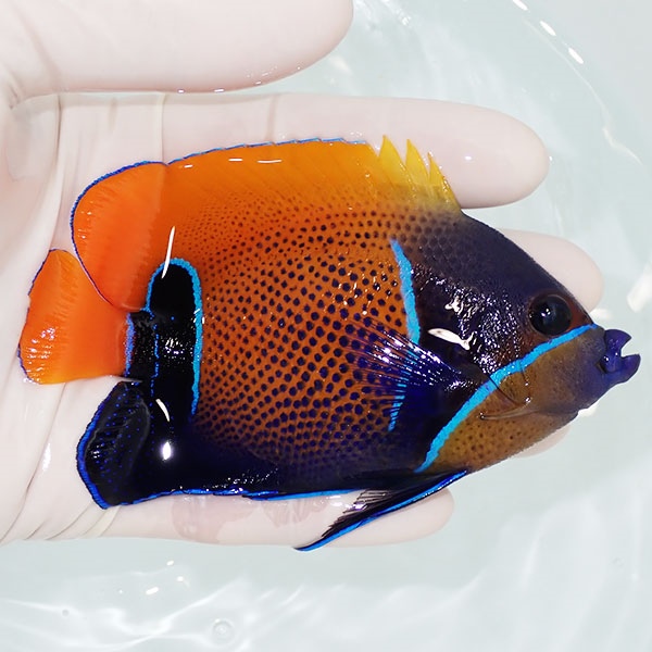 【現物8】冷凍ブラインOK イナズマヤッコ 10.5cm± ! 海水魚 ヤッコ 15時までのご注文で当日発送(t111(t207