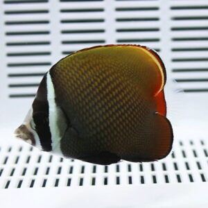 Colorful tropical fish with a white face and black stripe, brown body, and orange-edged fins swimming in an aquarium background.