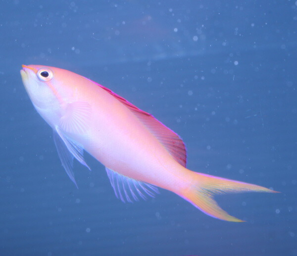 アカネハナゴイ 3匹セット 5-7cm±! 海水魚 ハナダイ  15時までのご注文で当日発送(t118