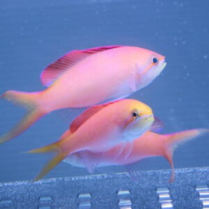 Two pink tropical fish swimming together in a blue aquarium background.