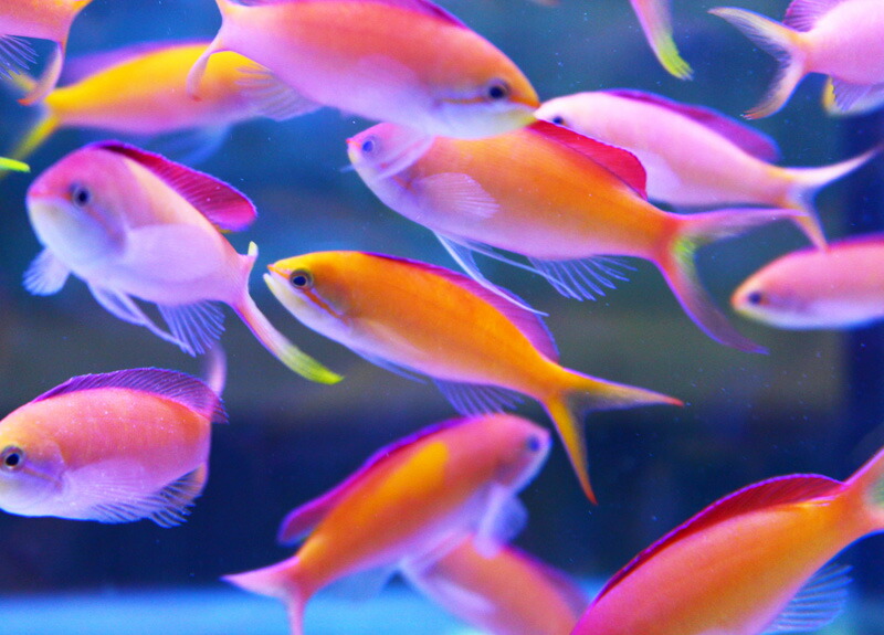 アカネハナゴイ 4-5cm±! 海水魚 ハナダイ 餌付け 15時までのご注文で当日発送(t118