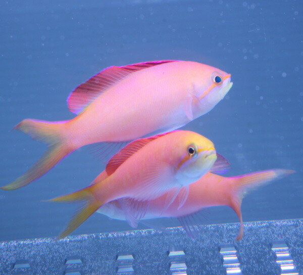 アカネハナゴイ 4-5cm±! 海水魚 ハナダイ 餌付け 15時までのご注文で当日発送(t118