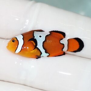 Orange clownfish with white bands resting on a white-gloved finger/hand.