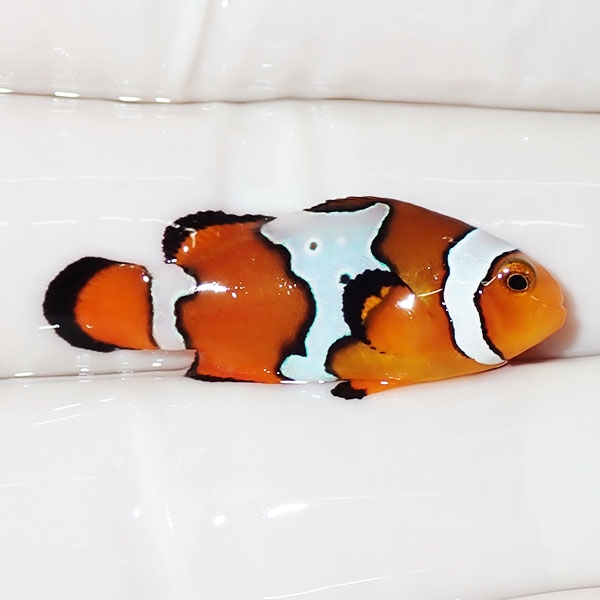【現物3】スノーフレークオセラリス 3cm±!海水魚 クマノミ ブリード 15時までのご注文で当日発送(t111