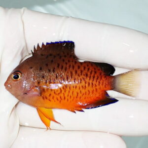 Small orange tropical fish with black spots held between gloved fingers.