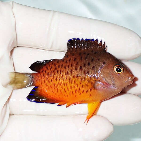【現物】アカハラヤッコ 奇形 6.5cm±!海水魚 ヤッコ 15時までのご注文で当日発送(t111