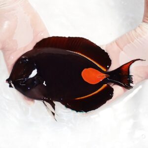 Small dark fish with bright orange tail fin being held in two hands over a white surface.