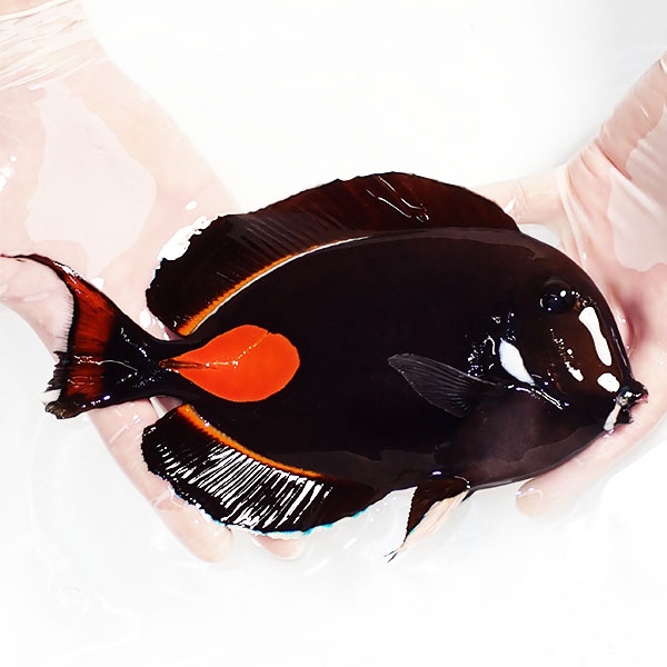 【現物1】粒エサOK 尾鰭欠けあり アキレスタン 22cm±! 海水魚 ハギ 15時までのご注文で当日発送(t119(t207