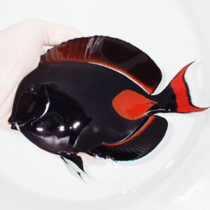 Glossy black tropical fish with red-orange tail fin and oval orange side patch being held in a white container of water