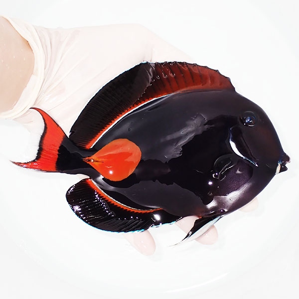 【現物2】アキレスタン BIG 17.5cm±! 海水魚 ハギ 15時までのご注文で当日発送(t119(t207