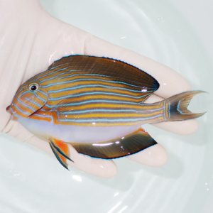 Small tropical fish with blue and orange horizontal stripes held in a gloved hand over pale water.