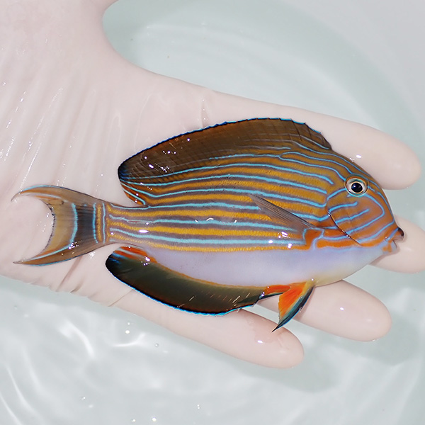 【現物5】ニジハギ 11.5cm±! 海水魚 ハギ 15時までのご注文で当日発送(t119(t207