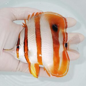 Bright orange clownfish with white stripes is held in a gloved hand over clear water, showing its bold bands and round black eye.