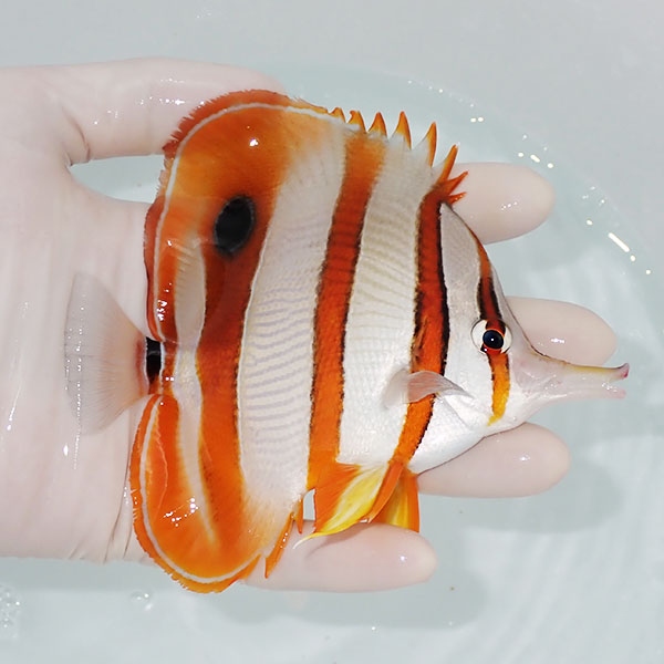 【現物2】ハシナガチョウ 12.5cm±!チョウチョウウオ 海水魚 生体 15時までのご注文で当日発送(t114(t207