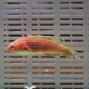 Small tropical fish with an orange body and pink horizontal stripes swimming in an aquarium setting.