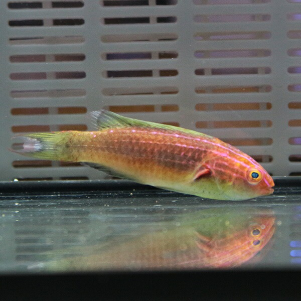 ダスキーフェアリーラス 6-8cm± ! 海水魚 ベラ 餌付け!15時までのご注文で当日発送(t122