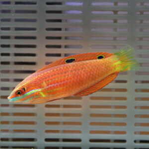 Bright orange tropical fish with two dark spots and a neon-green tail swimming in an aquarium rail background.]
