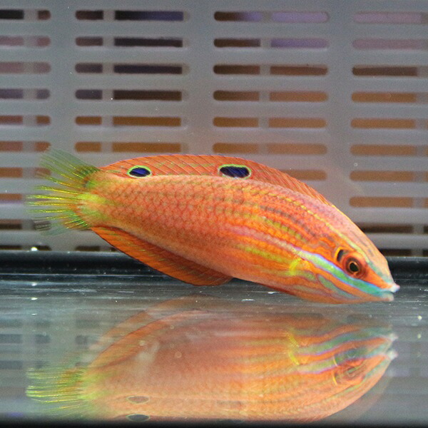 ニシキキュウセン 6-8cm± ! 海水魚 ベラ 餌付け!15時までのご注文で当日発送(t122