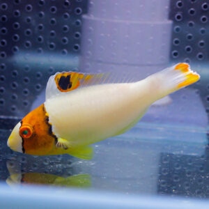 Orange-and-white fancy goldfish swimming in a glass tank, near the bottom reflection on the water surface.