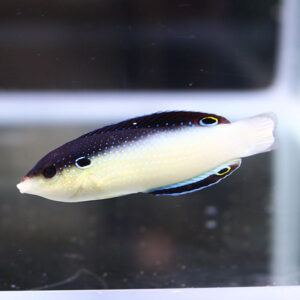 Colorful tropical fish with dark blue top, pale yellow bottom and yellow-rimmed eyes swimming in an aquarium tank.