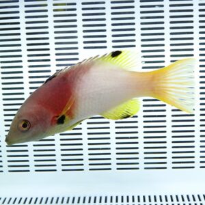Red-orange tropical fish with yellow tail fins swimming in a white tank with a black measurement grid behind it.