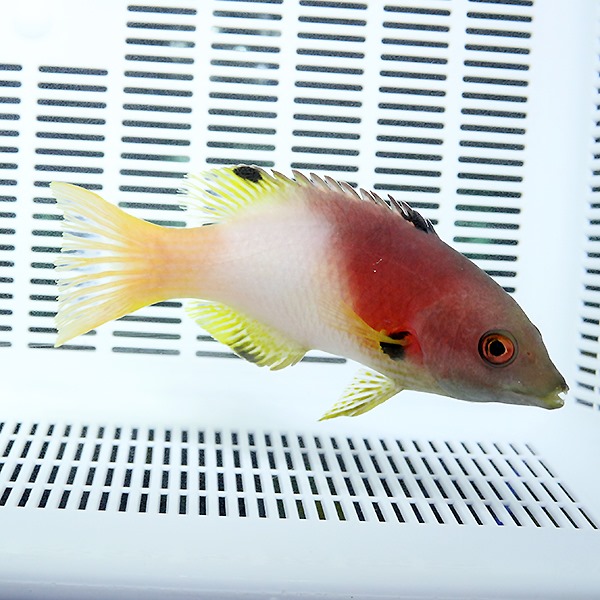 スミツキベラ 10-12cm±  ! 海水魚 ベラ !15時までのご注文で当日発送(t122