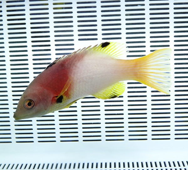 スミツキベラ 10-12cm±  ! 海水魚 ベラ !15時までのご注文で当日発送(t122
