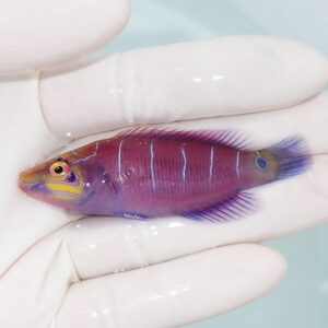 Small purple tropical fish with yellow facial markings held in a gloved hand.