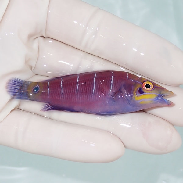 【現物2】オセレイトラス 7cm±!までのご注文で当日発送(t122(t207
