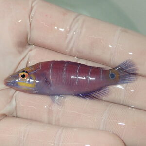 Small purple fish with yellow facial markings held in a gloved hand, blue-tinted fins visible.