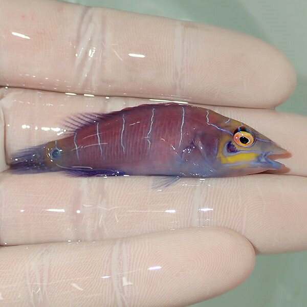 【現物4】オセレイトラス 6cm±!までのご注文で当日発送(t122(t207